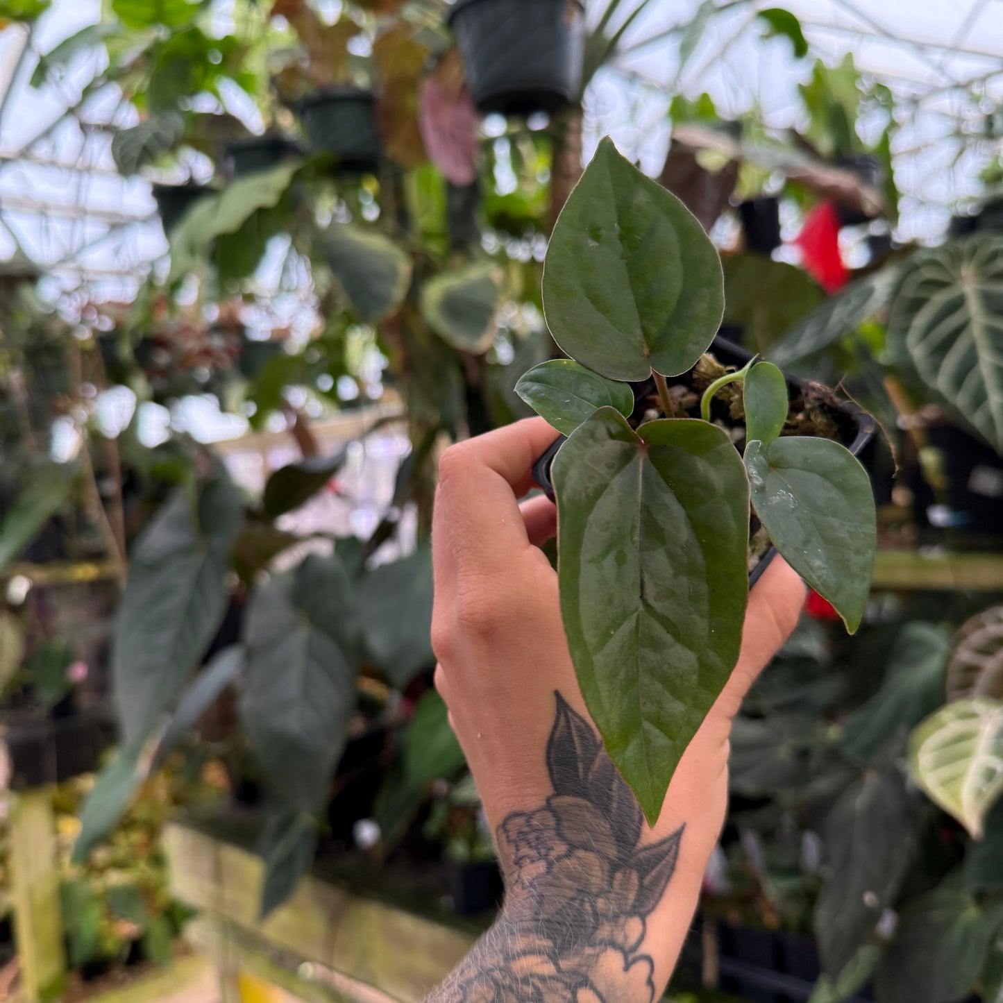 small potted anthurium  from a top angle