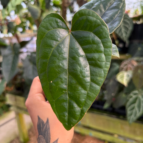 close up view of an anthurium leaf
