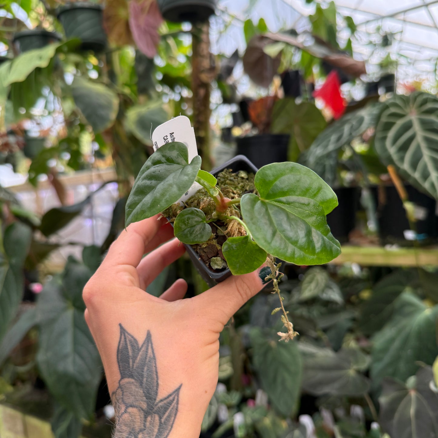 anthurium tattoo Anthurium (forgetii x luxurians) x debilis, CAR-1191 – Carnivero