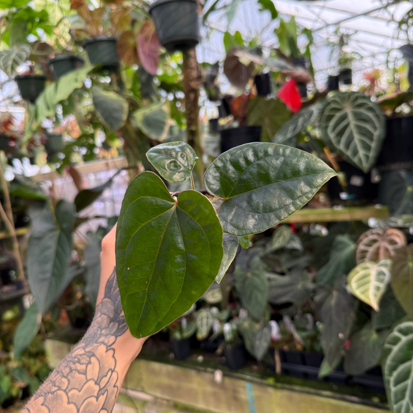 top view of a medium anthurium 