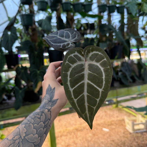 leaf on a potted anthurium 