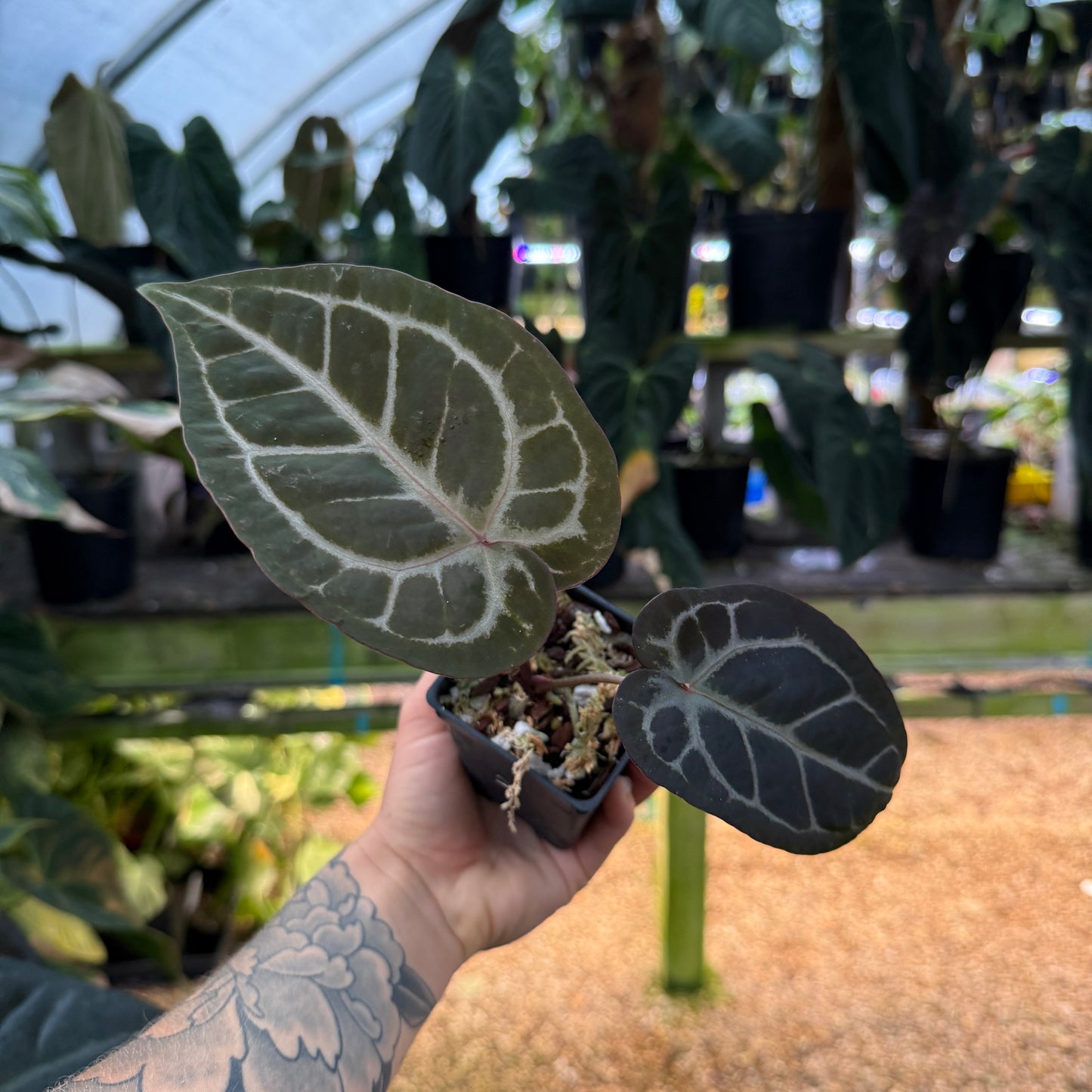 anthurium wonderboy Anthurium 'Pink Wonderboy' x ('Necromancer' x 'Dreamweaver'), CAR-0848 – Carnivero