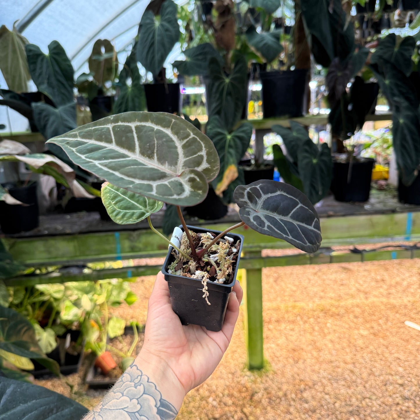 hand holding small anthurium in a pot