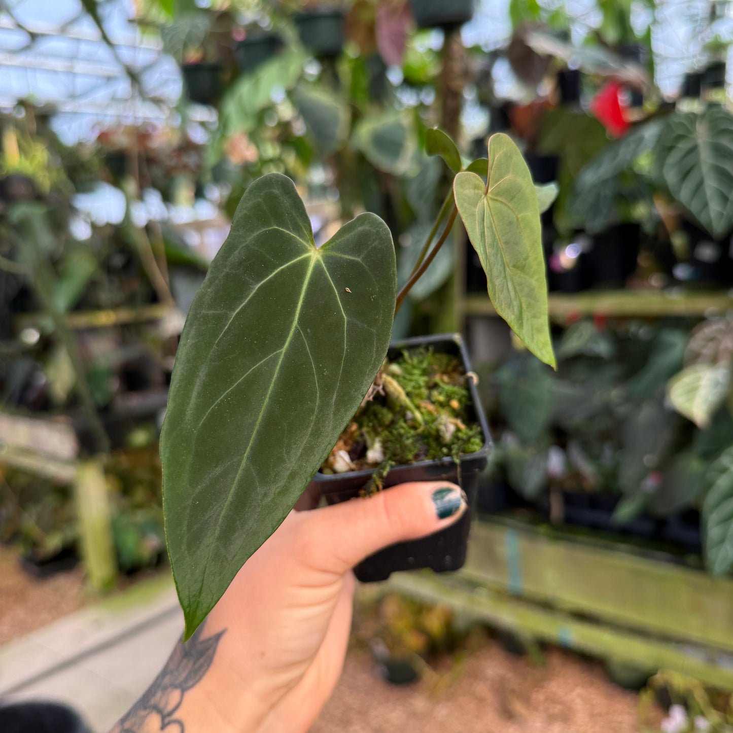 anthurium papillilaminum x magnificum Anthurium magnificum x papillilaminum (FSxRL), CAR-0380 – Carnivero