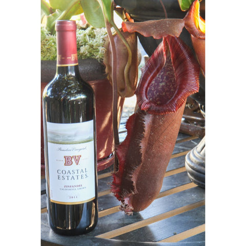 Nepenthes densiflora x robcantleyi BE-3573 pitcher plant beside a wine bottle for scale