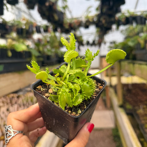 hand holding a green venus flytrap