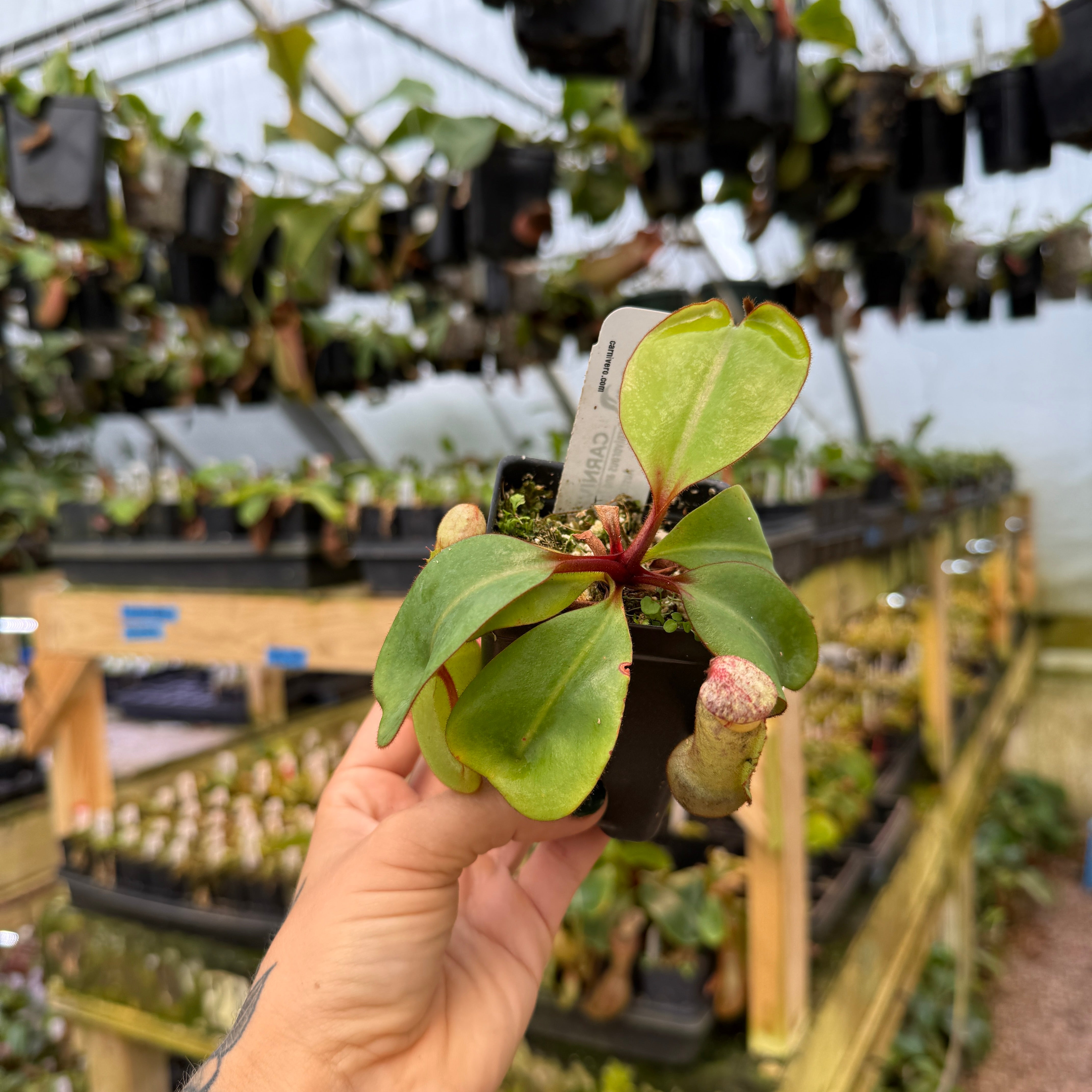 NETriPTa　/マヨンチット Nepenthes clipeata – Carnivero