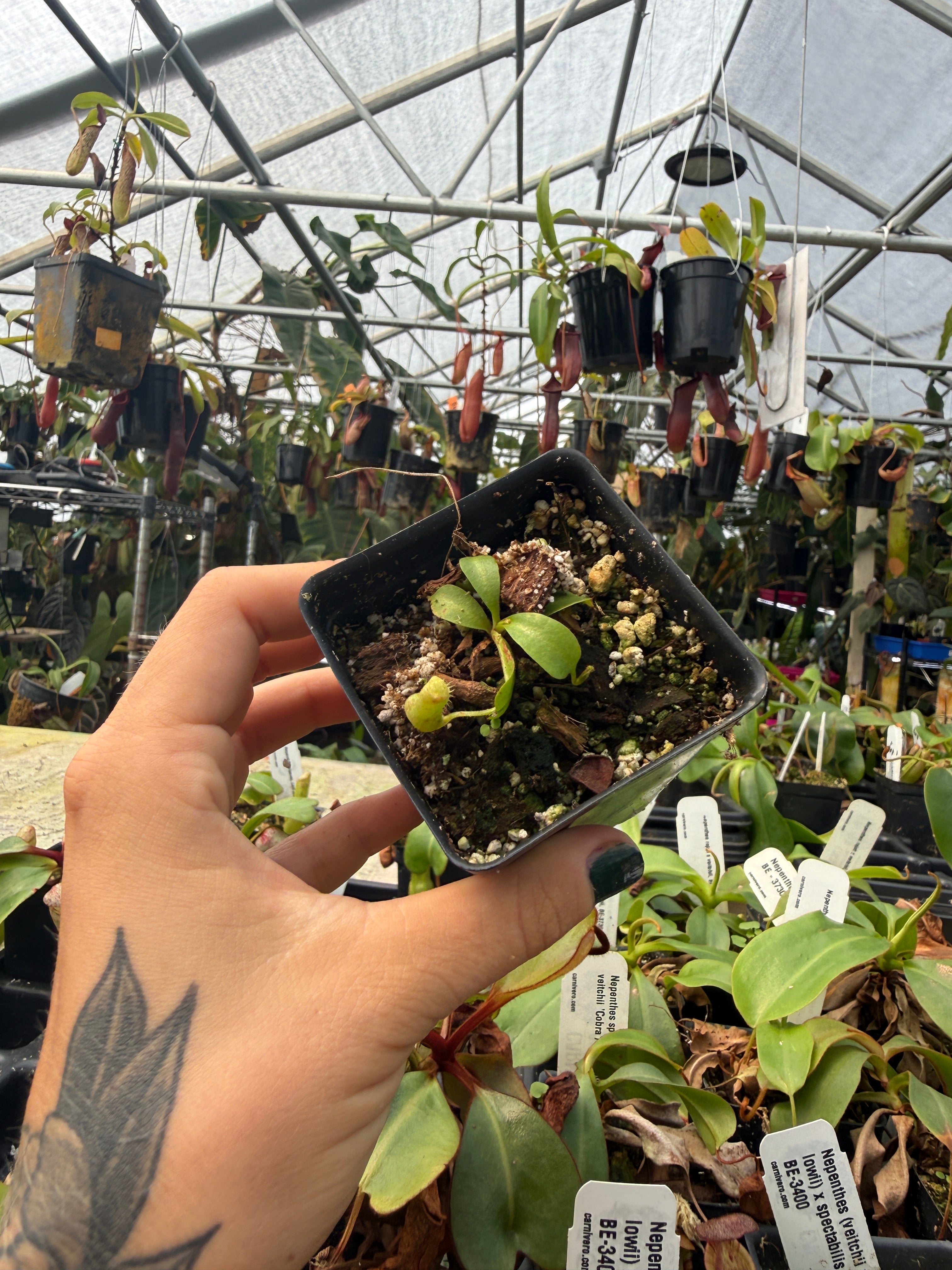 Nepenthes clipeata – Carnivero