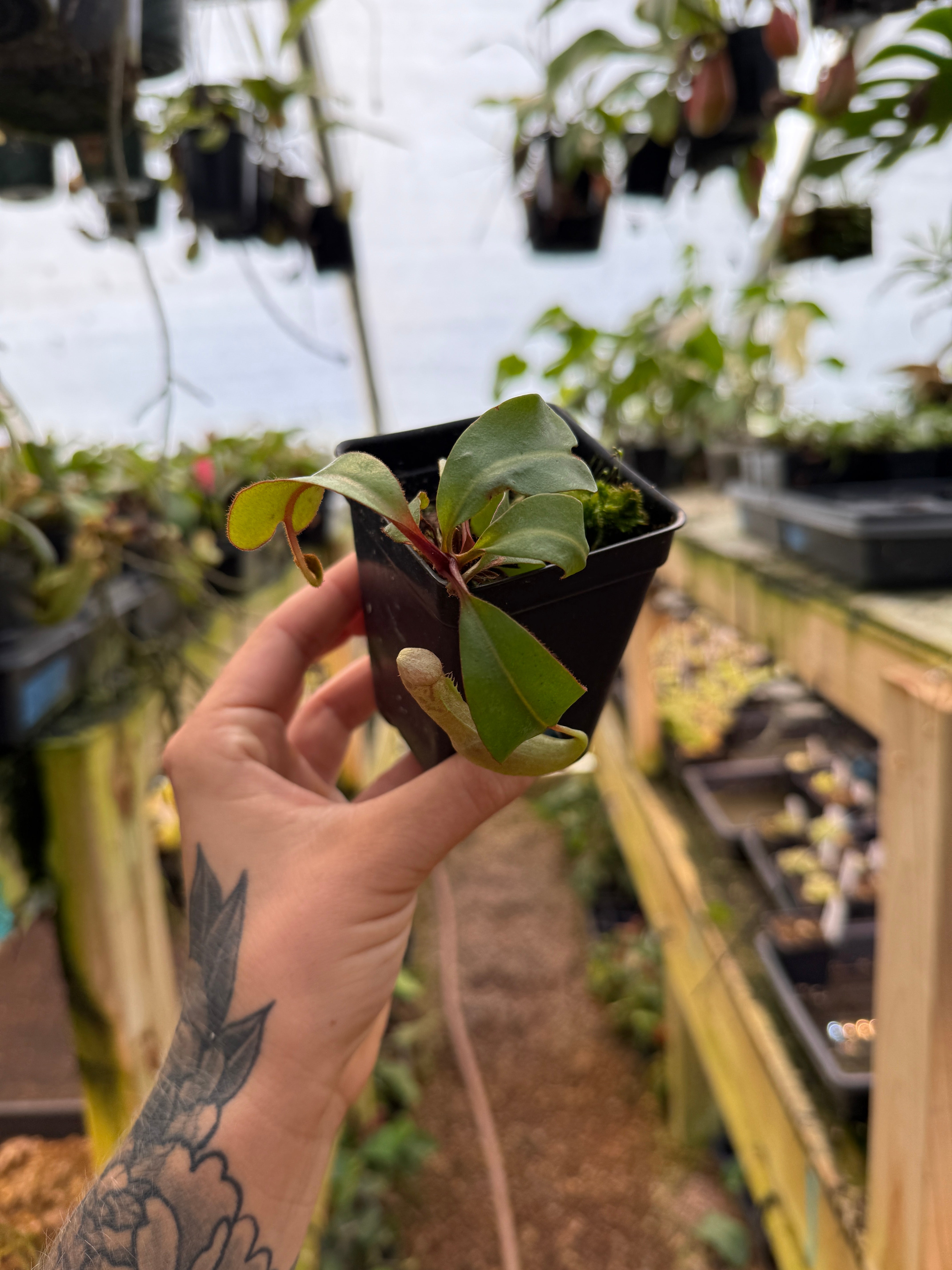 Nepenthes clipeata – Carnivero