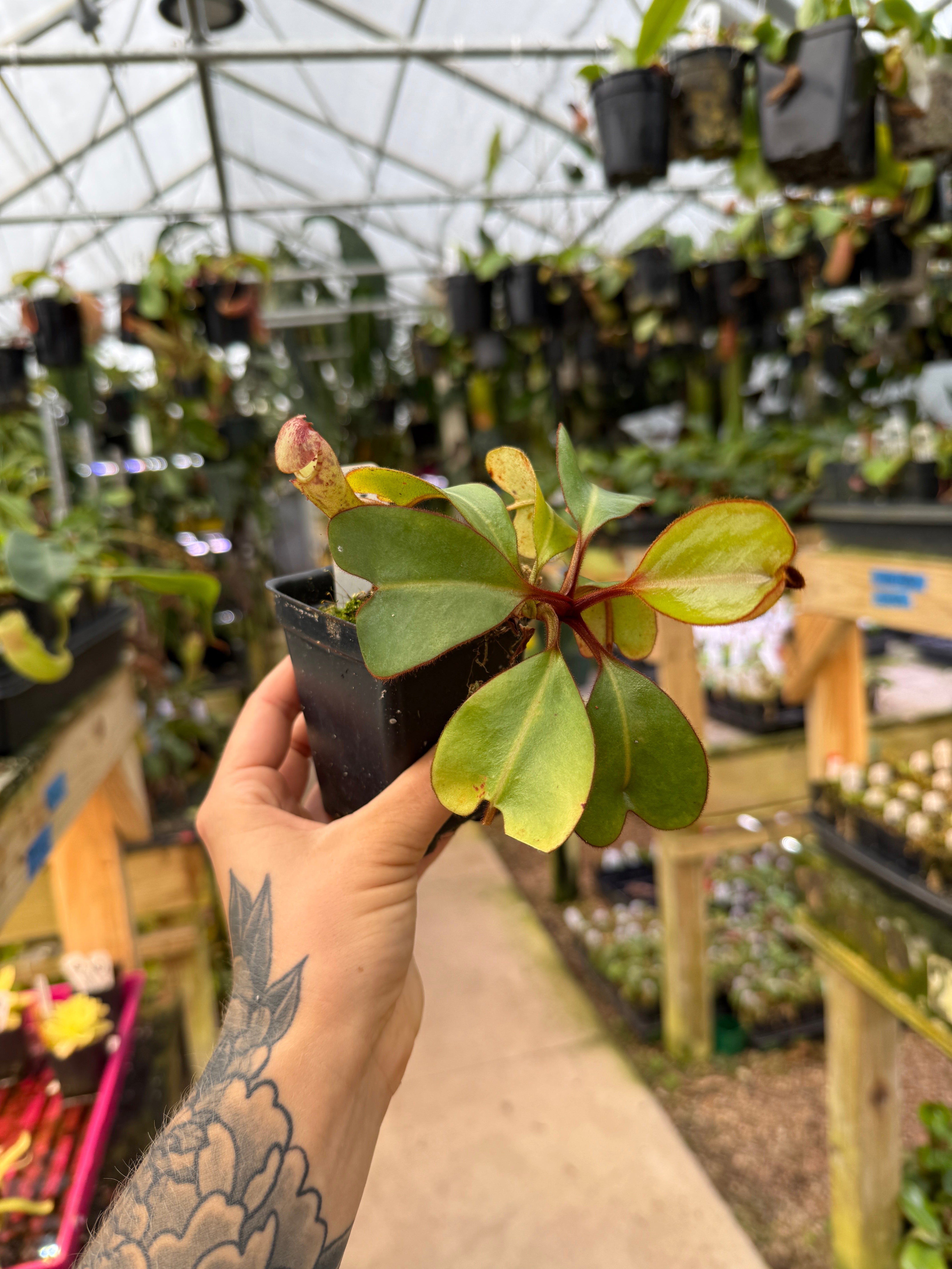 Nepenthes clipeata – Carnivero