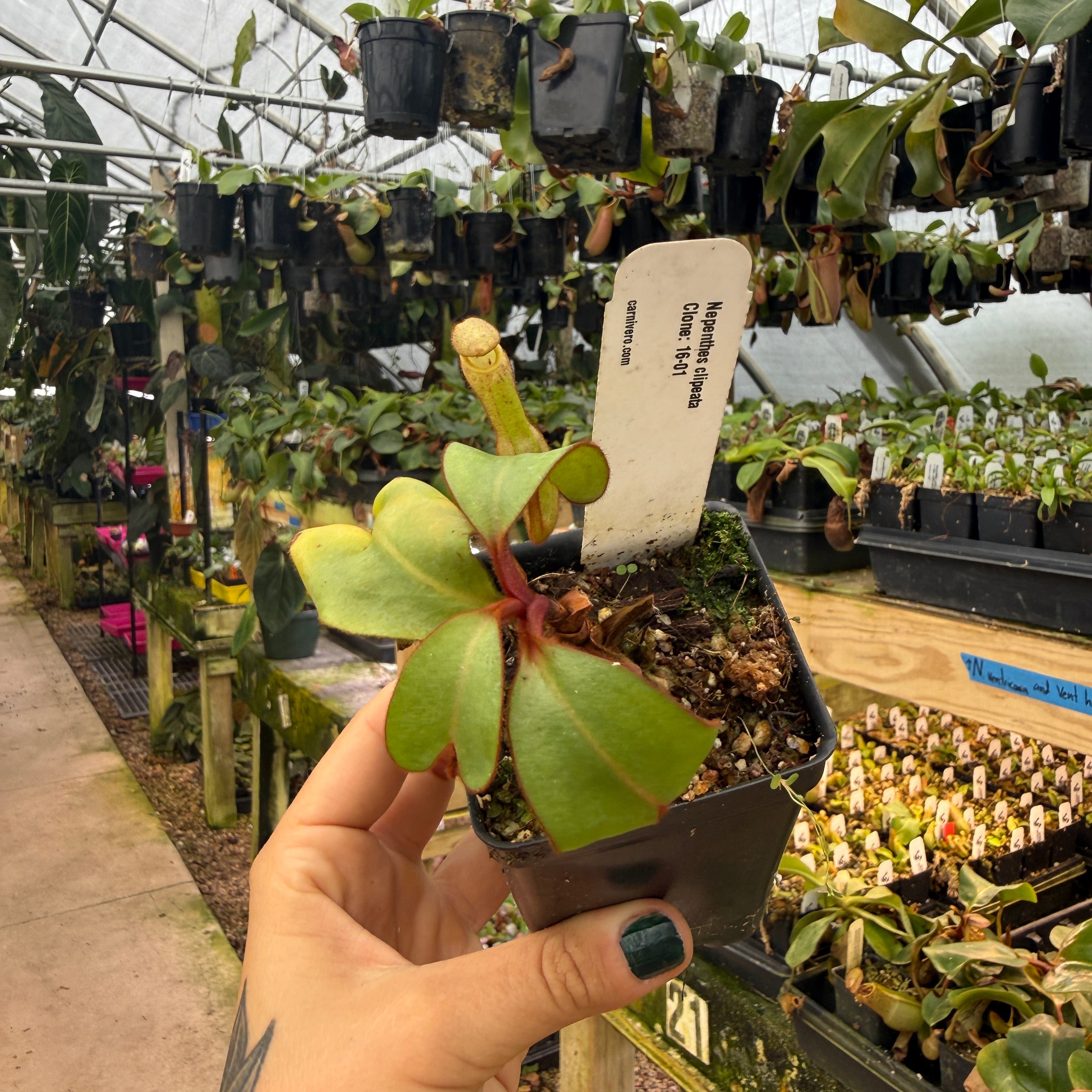 Nepenthes clipeata – Carnivero