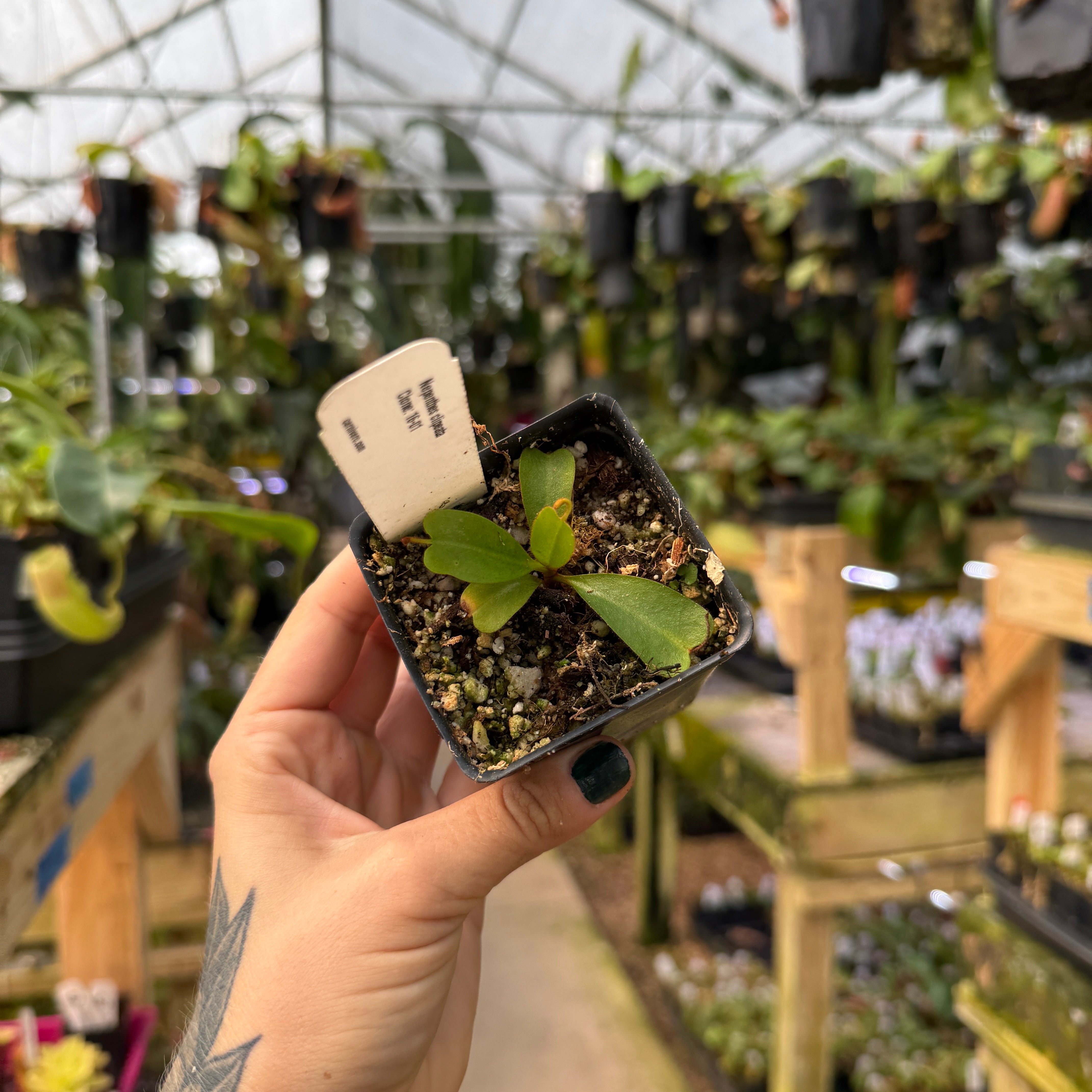 Nepenthes clipeata – Carnivero