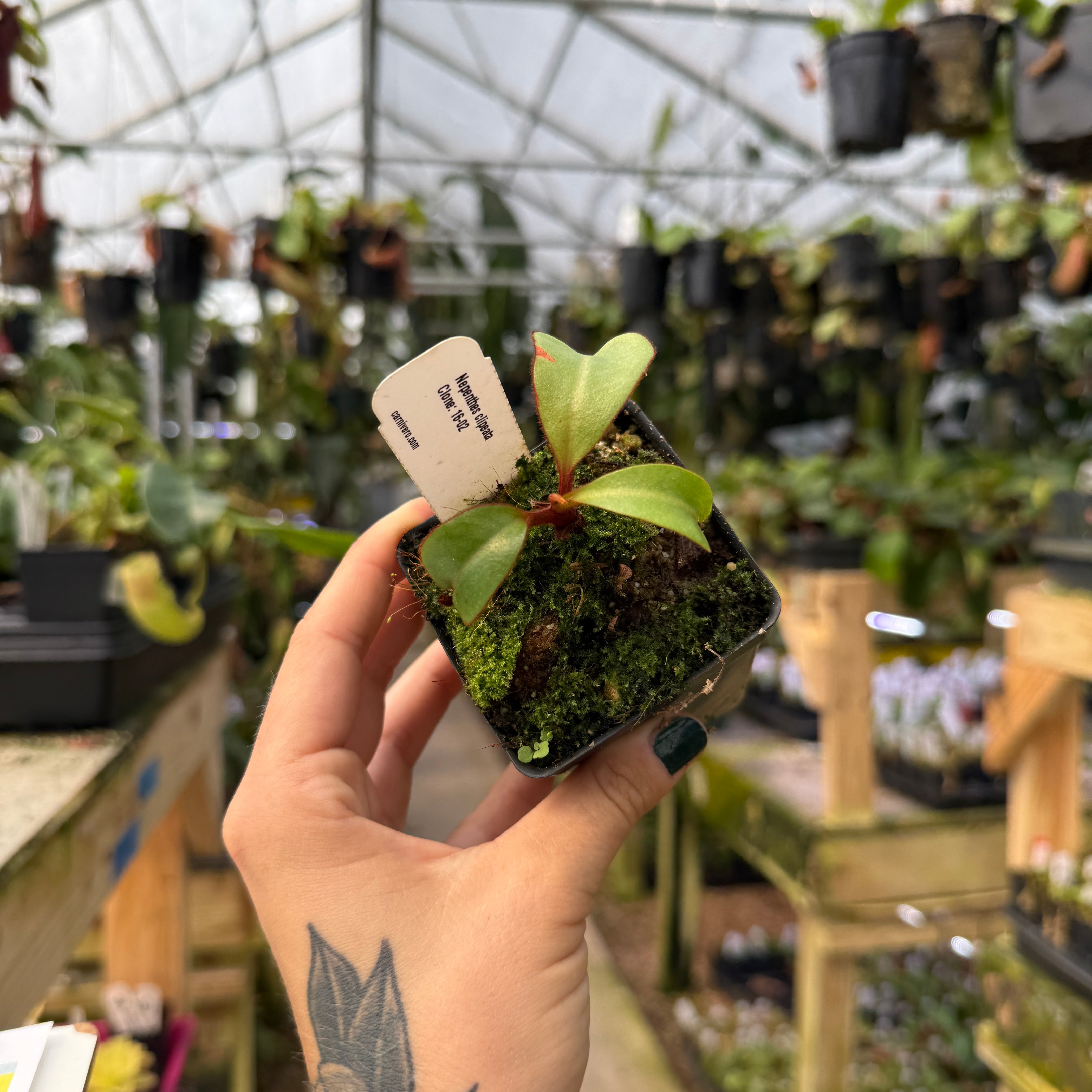 NETriPTa　/マヨンチット Nepenthes clipeata – Carnivero