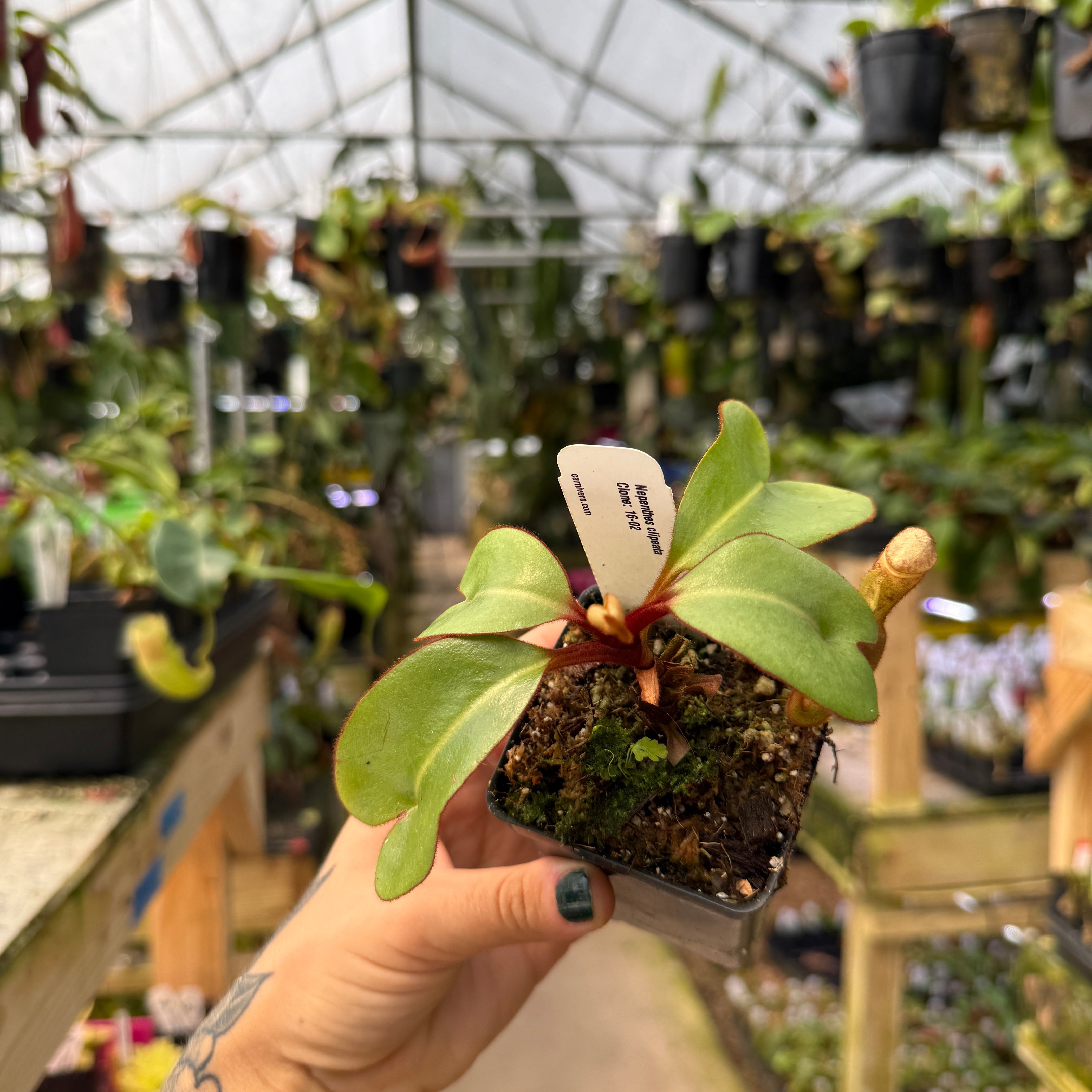Nepenthes clipeata – Carnivero