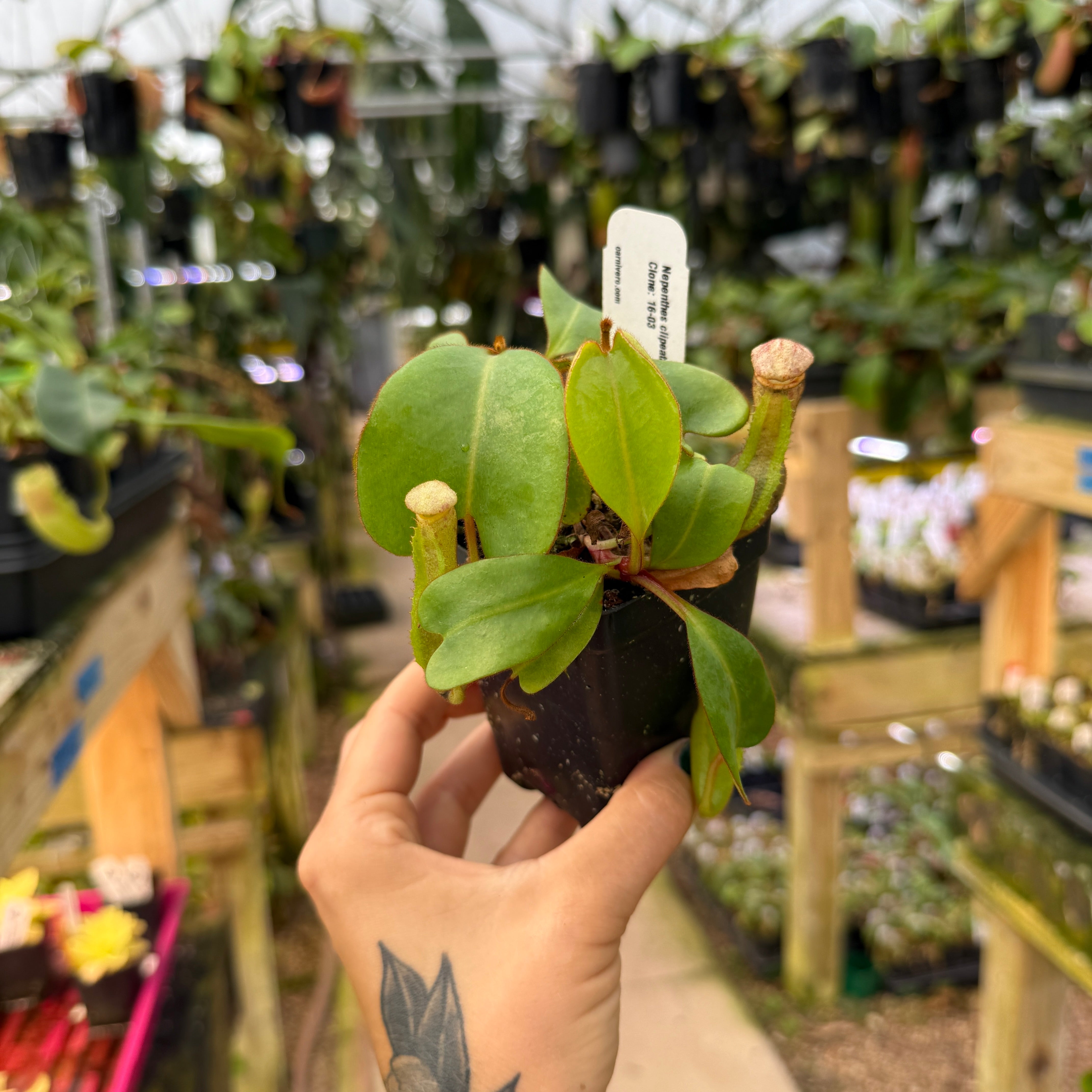 Nepenthes clipeata – Carnivero