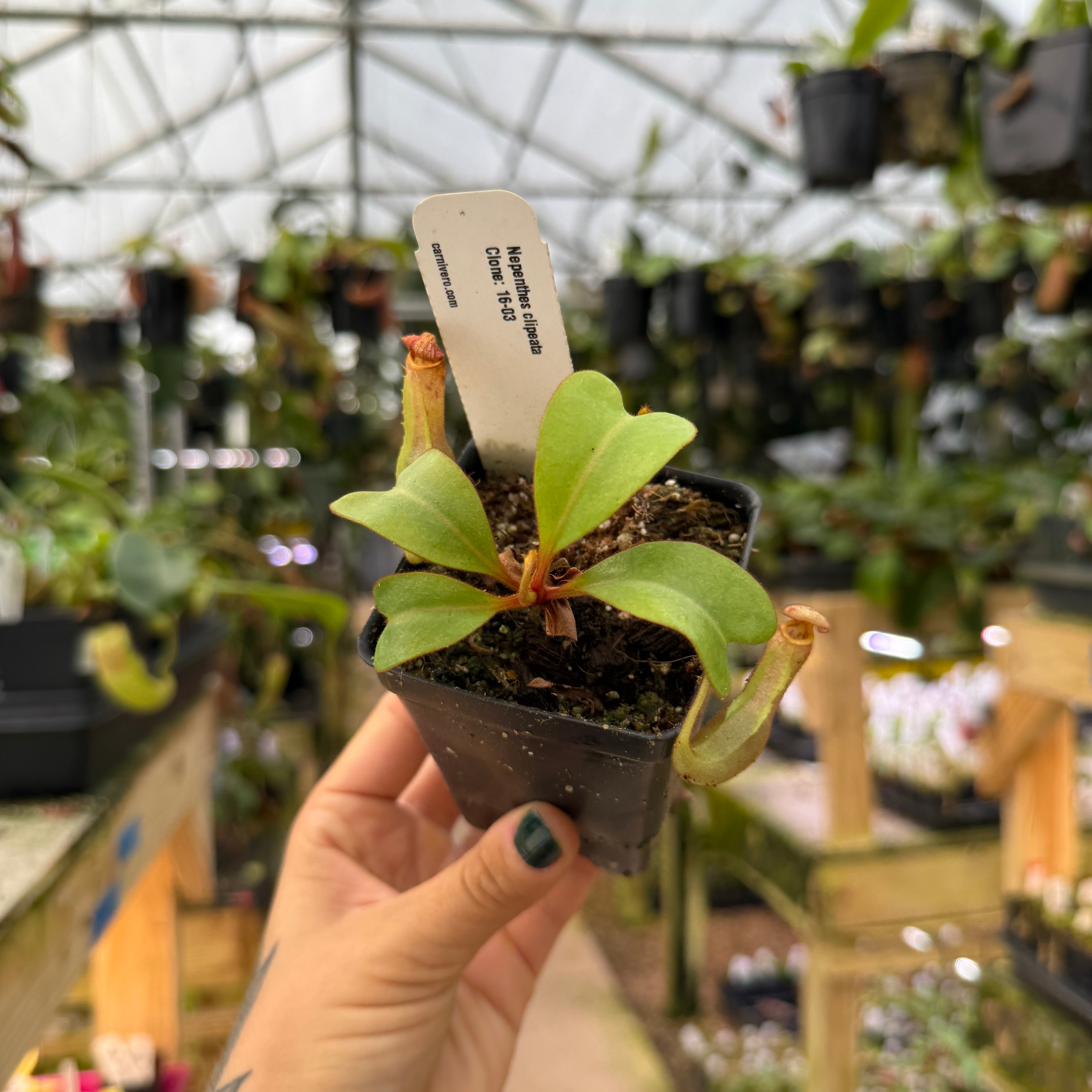 Nepenthes clipeata – Carnivero