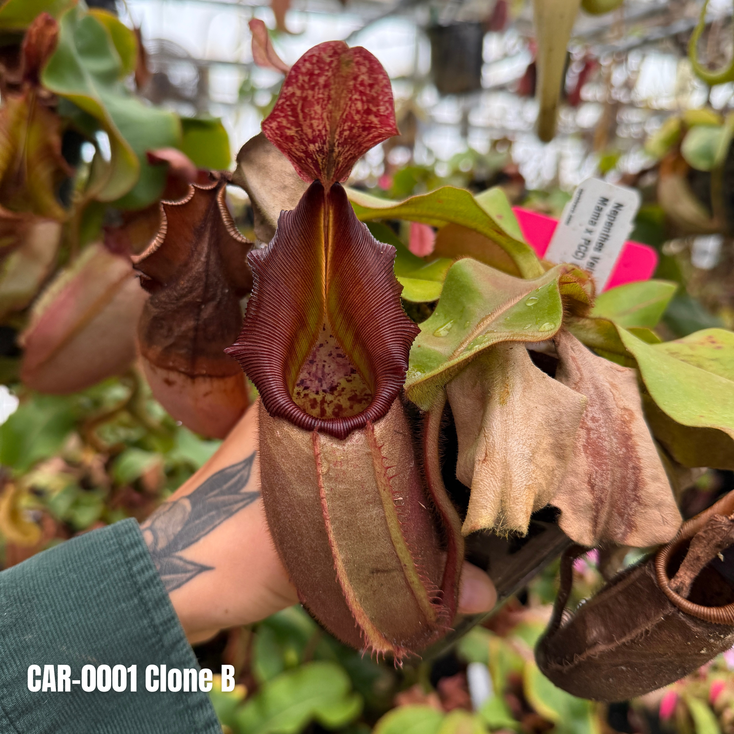Nepenthes veitchii ( Nepenthes veitchii (
