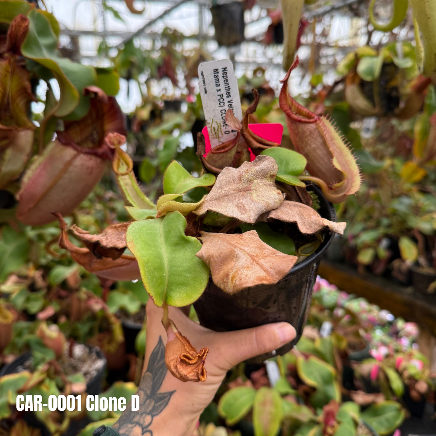 Nepenthes veitchii ( Nepenthes veitchii (