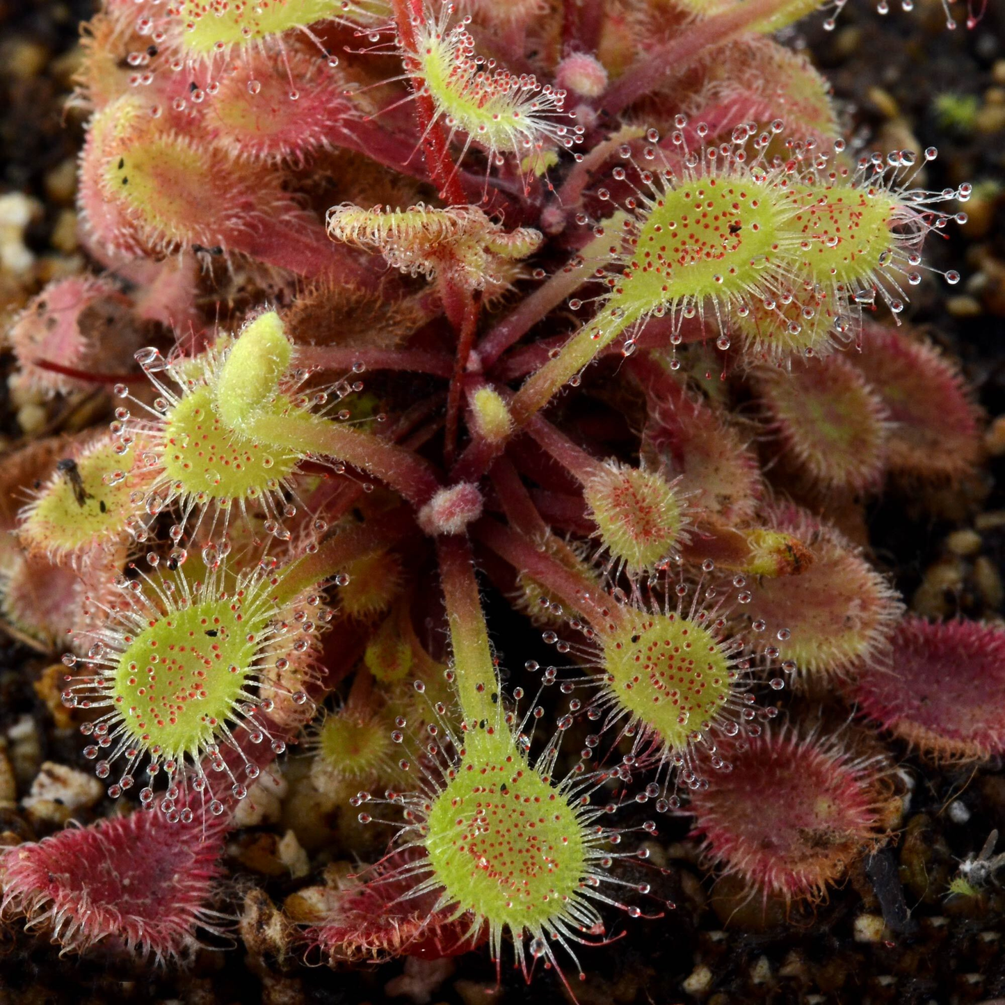 Drosera collinsiae, IMP-0073