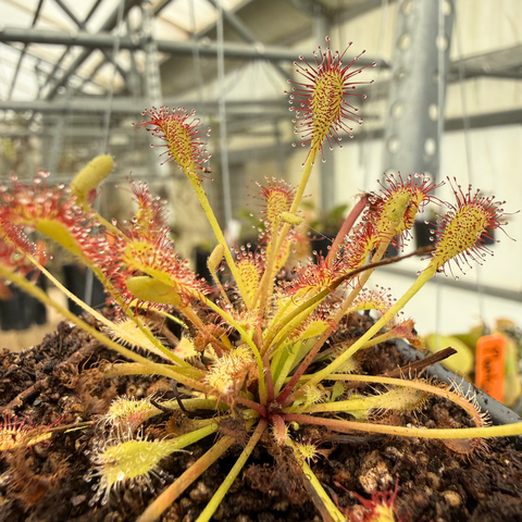 Drosera collinsiae IMP-0073 sundew with a yellow rosette and tall red tipped sticky tentacles on leaf stalks in a pot