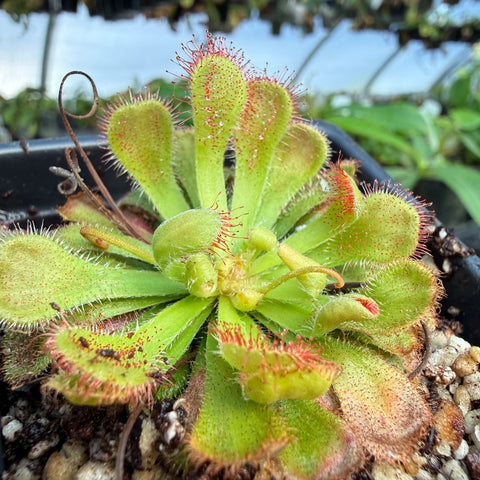 close up of a drosera