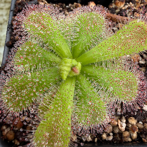 A close-up of a green sundew plant with drooping leaves covered in small red dots and clear sticky dew drops, growing in a black plastic pot filled with soil and small pebbles.