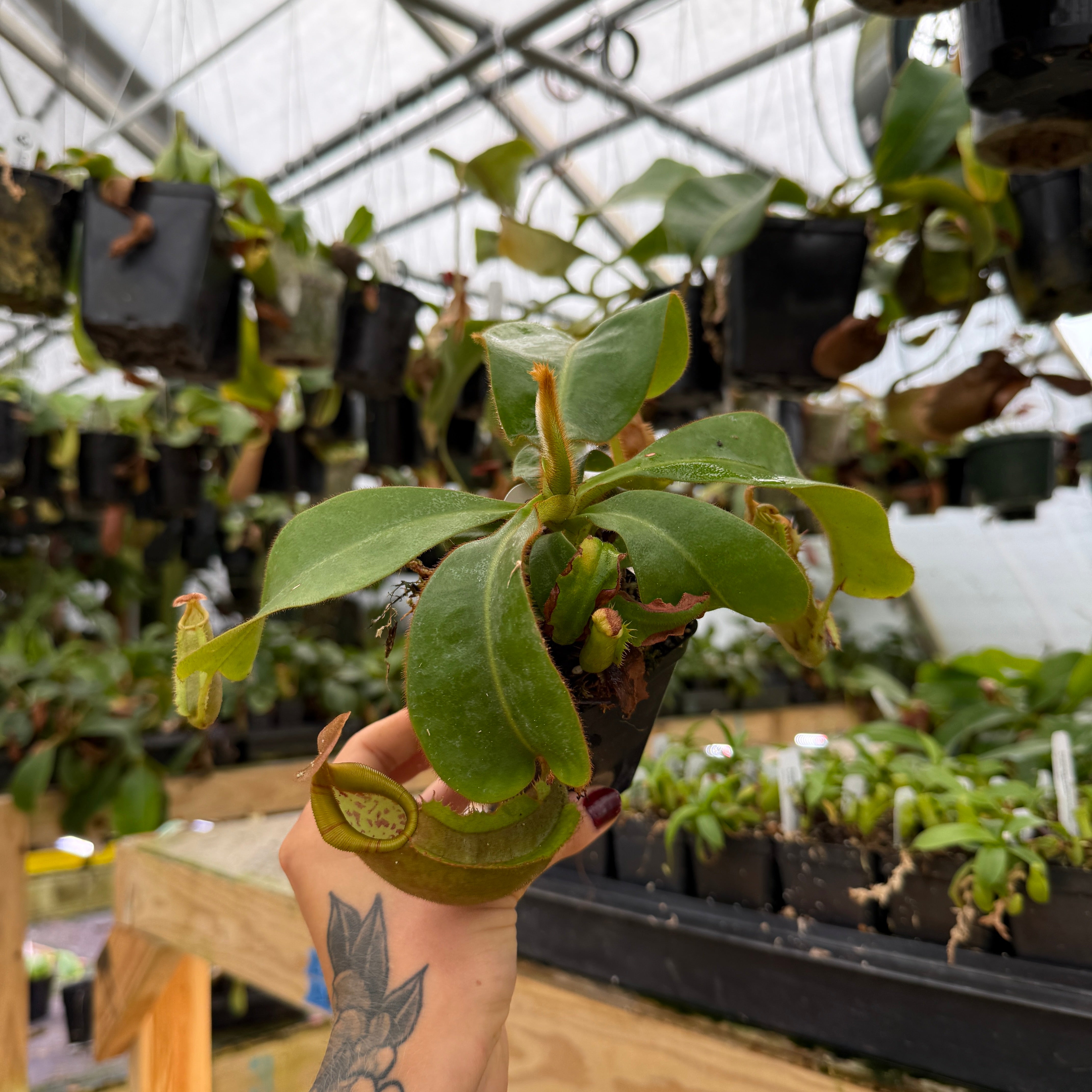 Nepenthes veitchii (