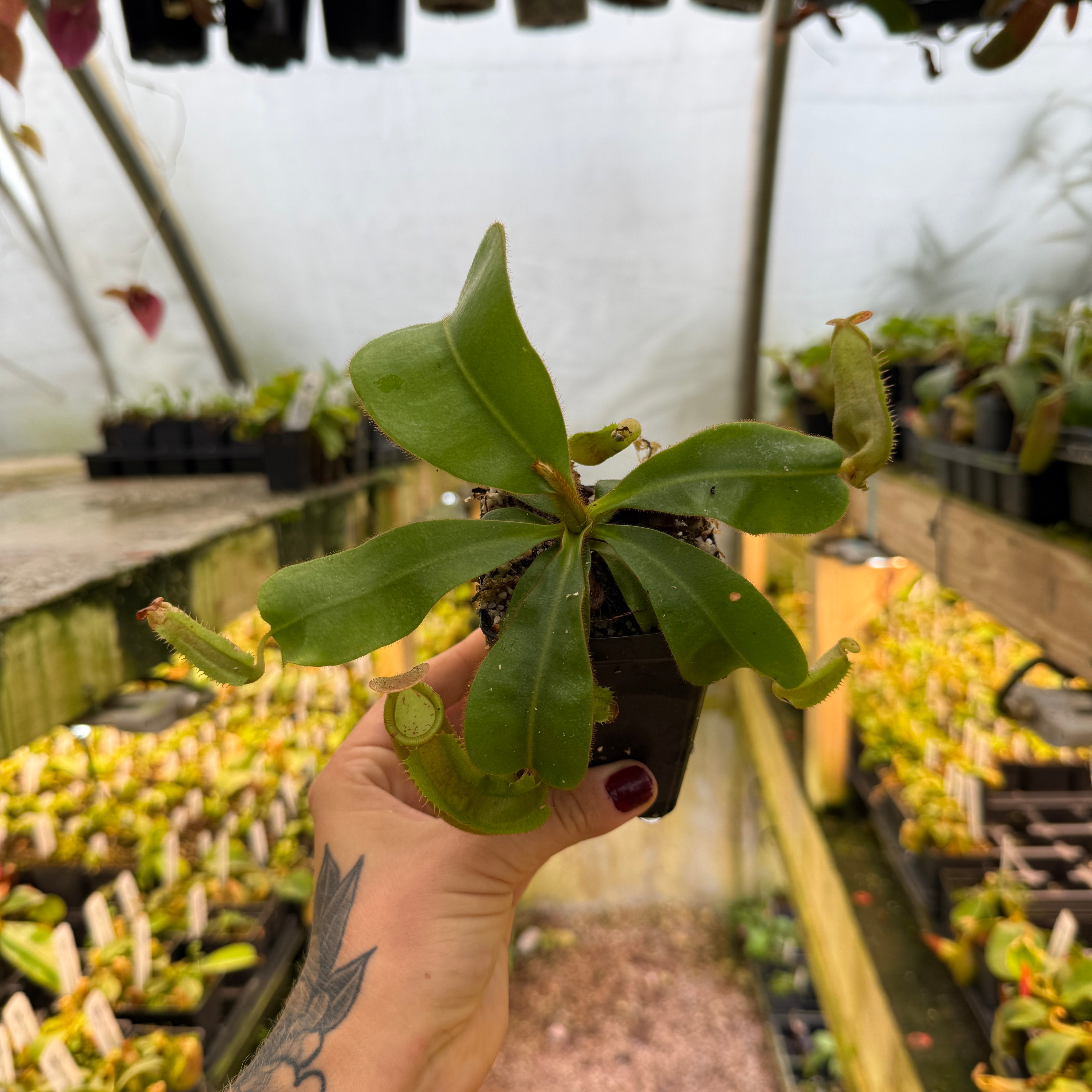 Nepenthes veitchii (