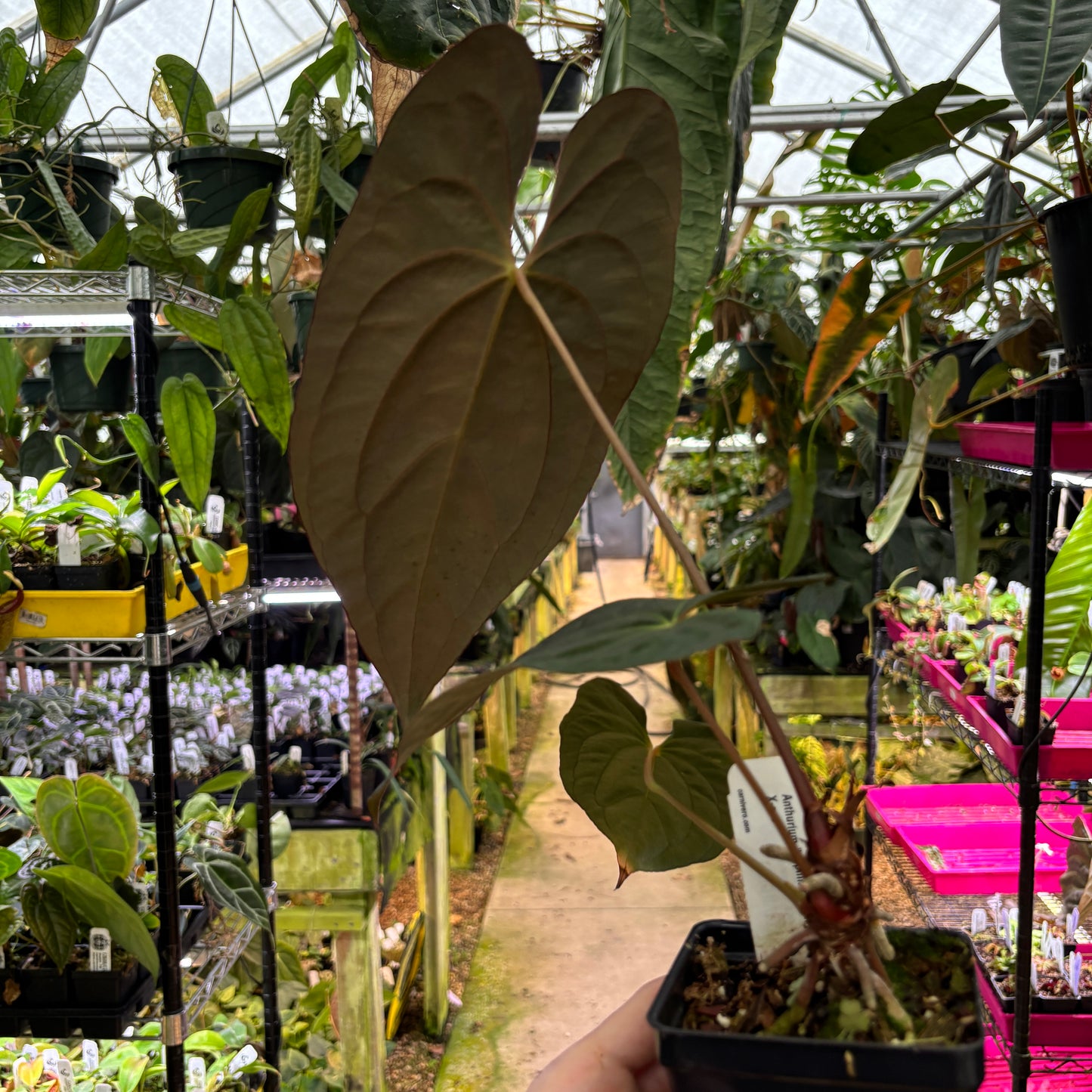 [A1057] Anthurium papillilaminum 'X-One' (XL)