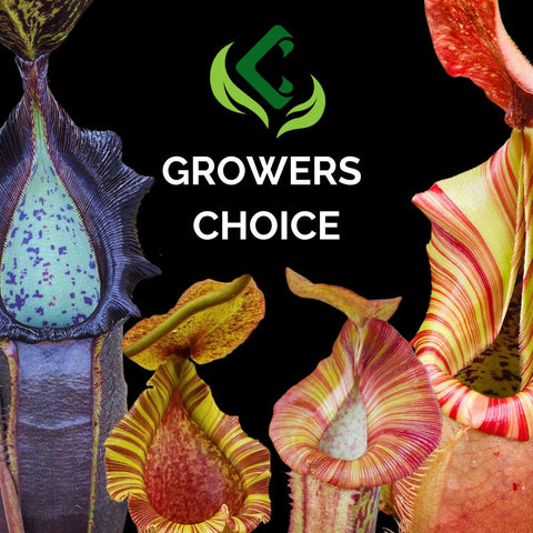 GROWERS CHOICE Nepenthes lowlands graphic with colorful pitcher plants around a black background