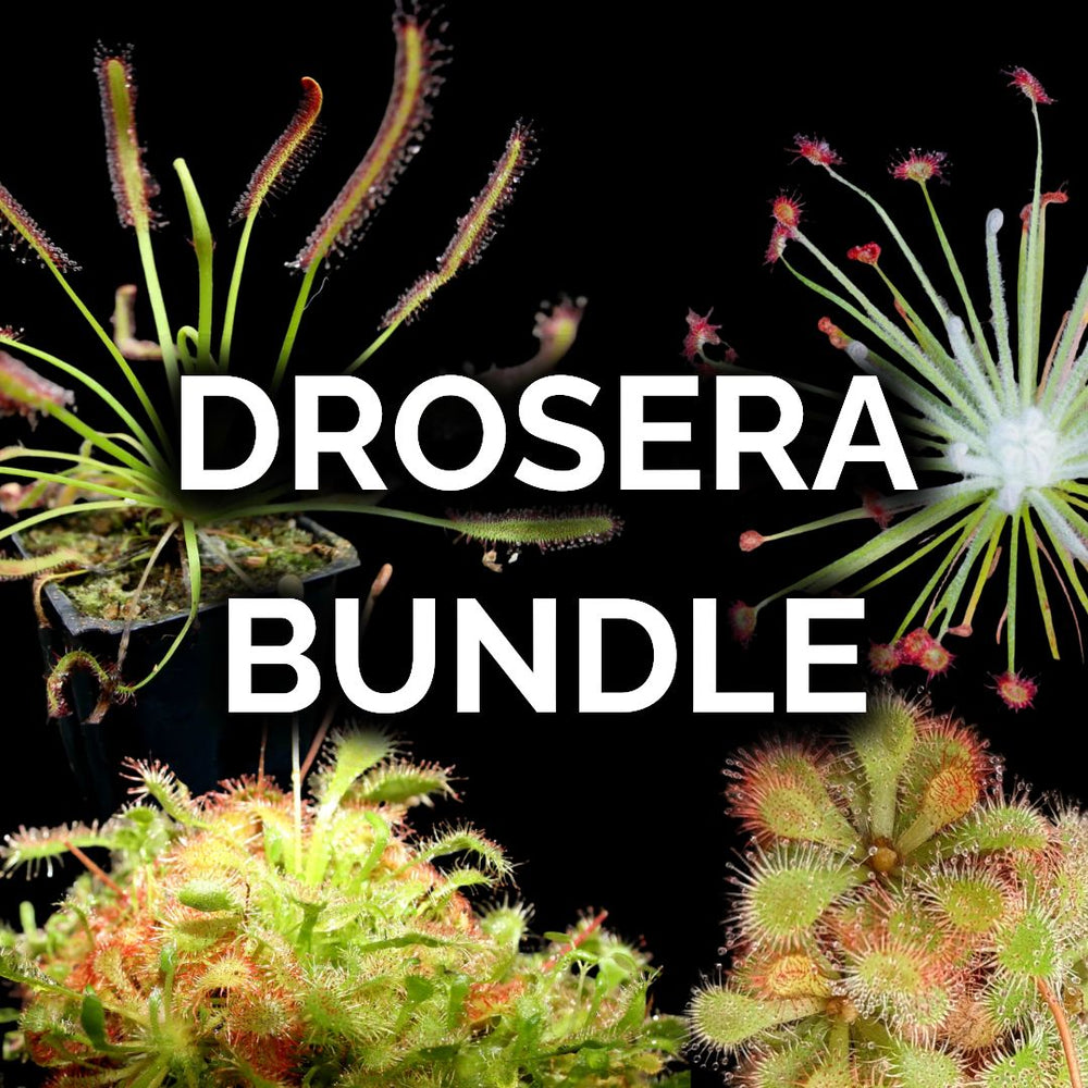 Drosera Bundle