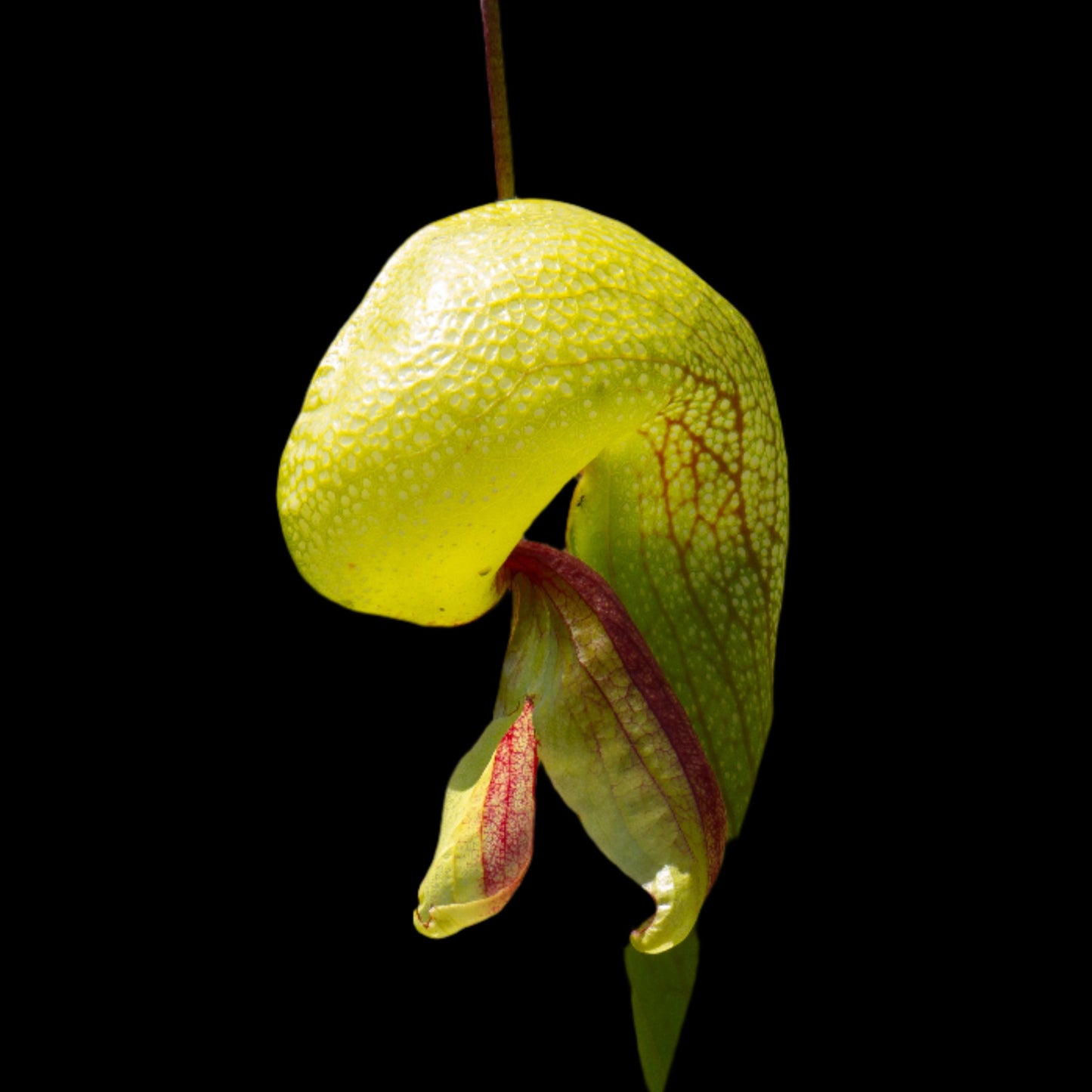 Darlingtonia (Cobra Lily)