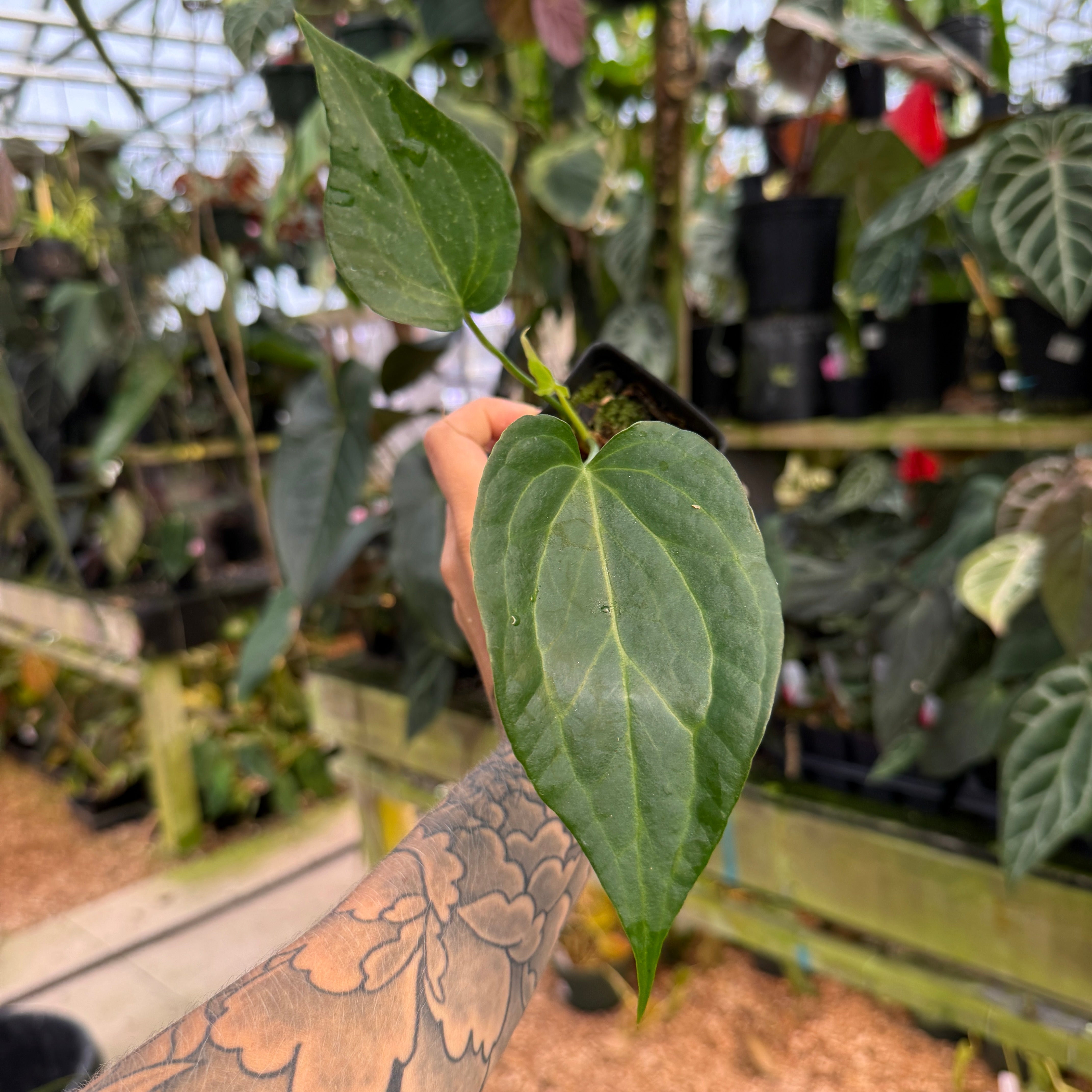  リトルターン　クランベリー Anthurium 'Delta Force' – Carnivero