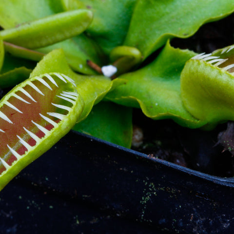 Venus flytrap Dionaea muscipula Alien variety with bright green traps edged by white teeth.