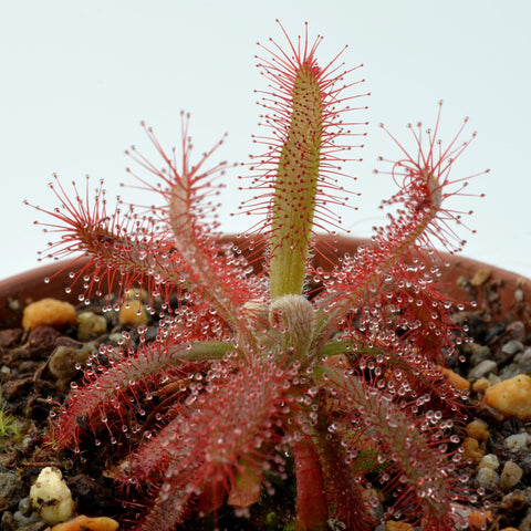 potted drosera