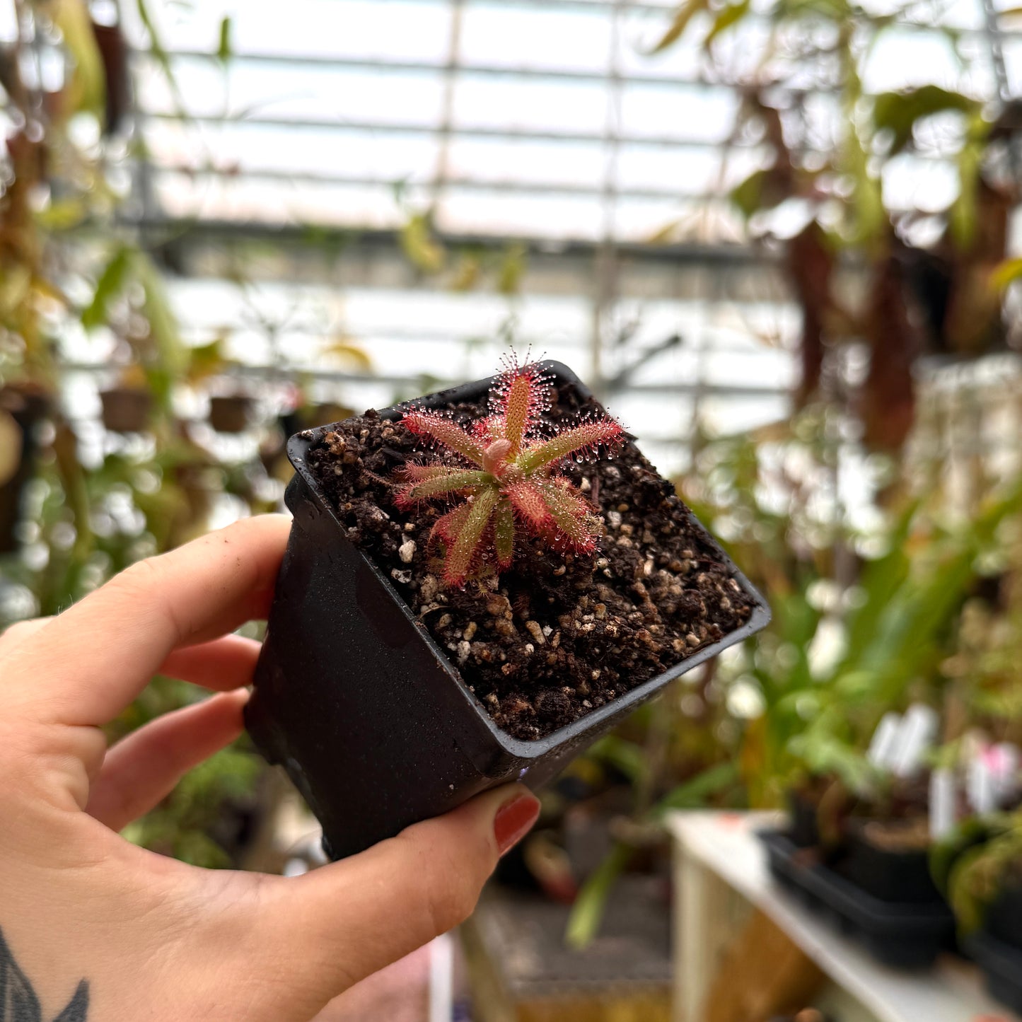 hand holding potted drosera at an angle