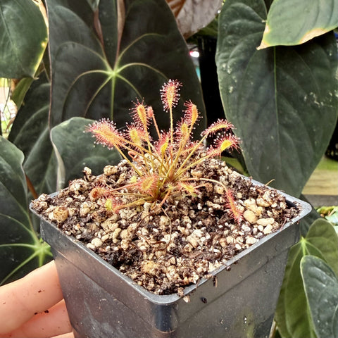 Drosera affinis sundew in a tiny pot with yellow-green leaves and red-tipped sticky tentacles.
