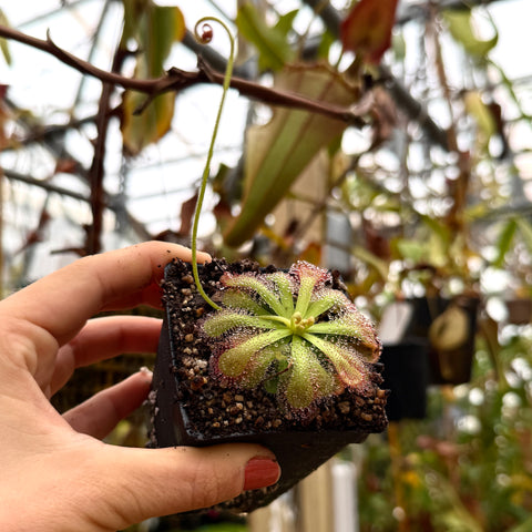 hand holding a sundew at an angle
