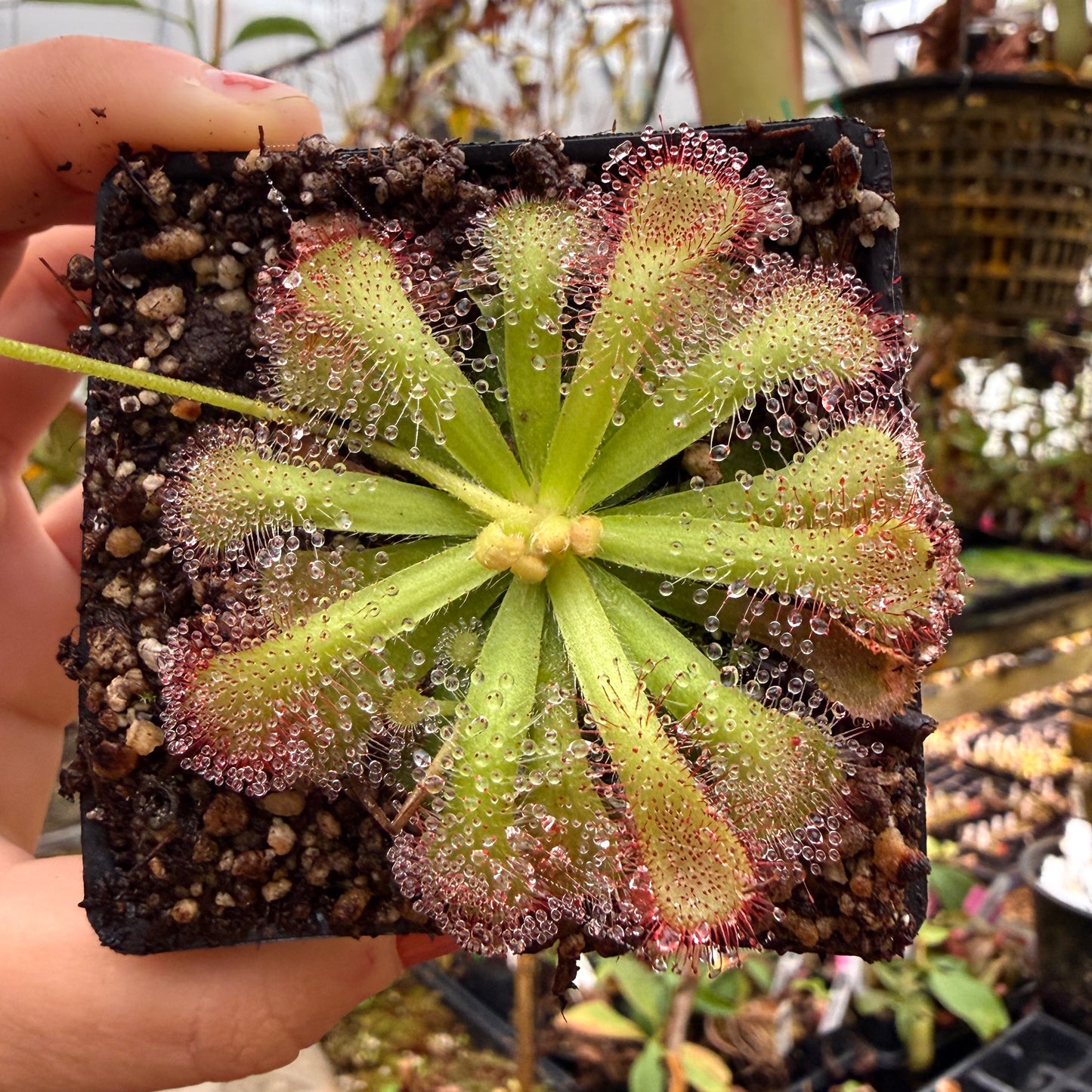 top view of a drosera with prominent dew drops
