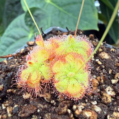 Drosera burmanni sundew with lime green rosettes and pink-red dew-covered tentacles on soil.