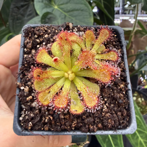 Top view of a Drosera coccicaulis in a small pot with lime green leaves and red tentacles fringed with dew drops