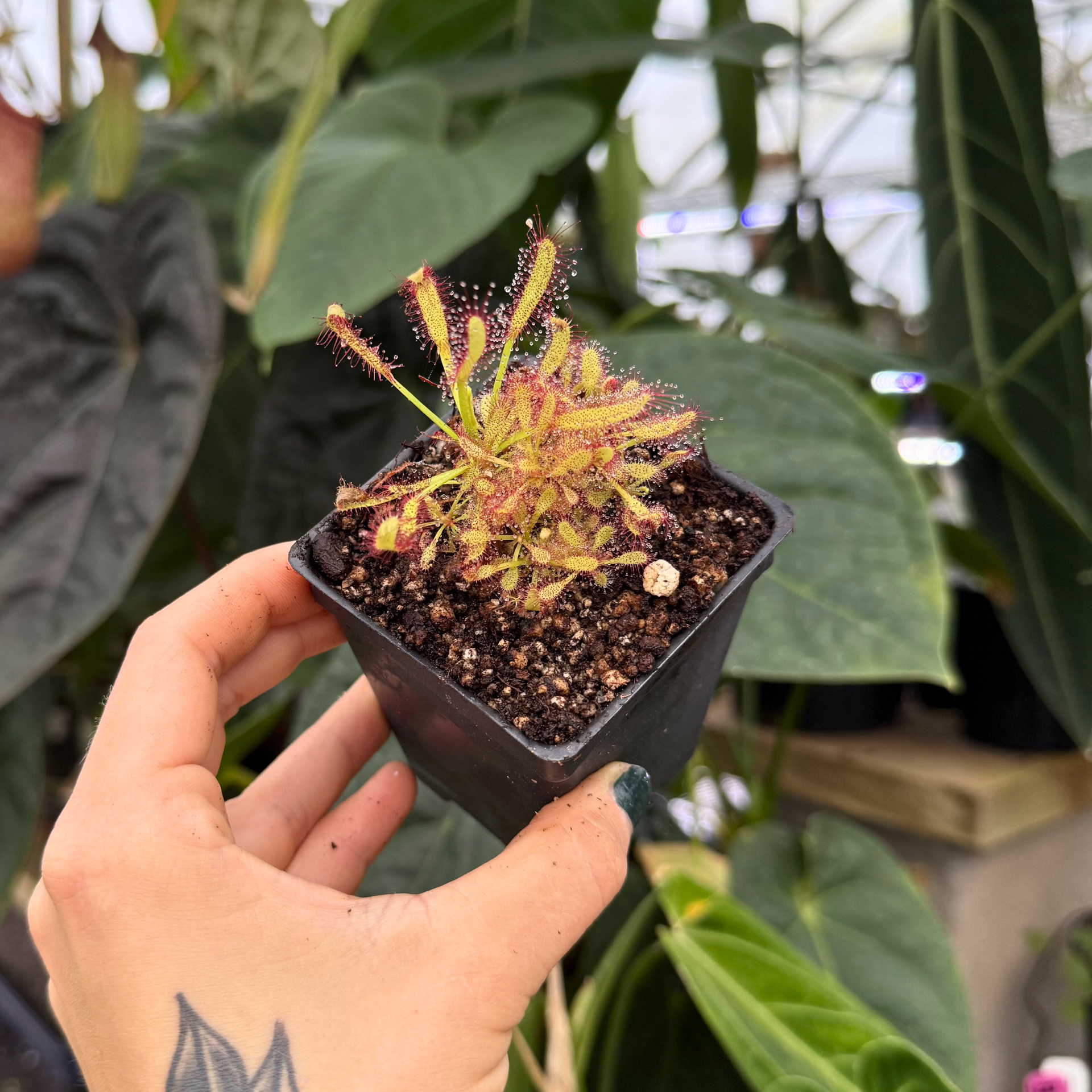 Drosera x Intruder, IMP-0104 – Carnivero