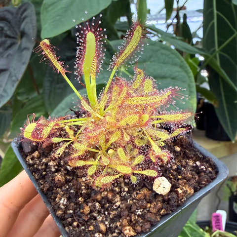 Drosera x Intruder sundew in a small pot held by hand, yellow-green traps with red edges and dew.