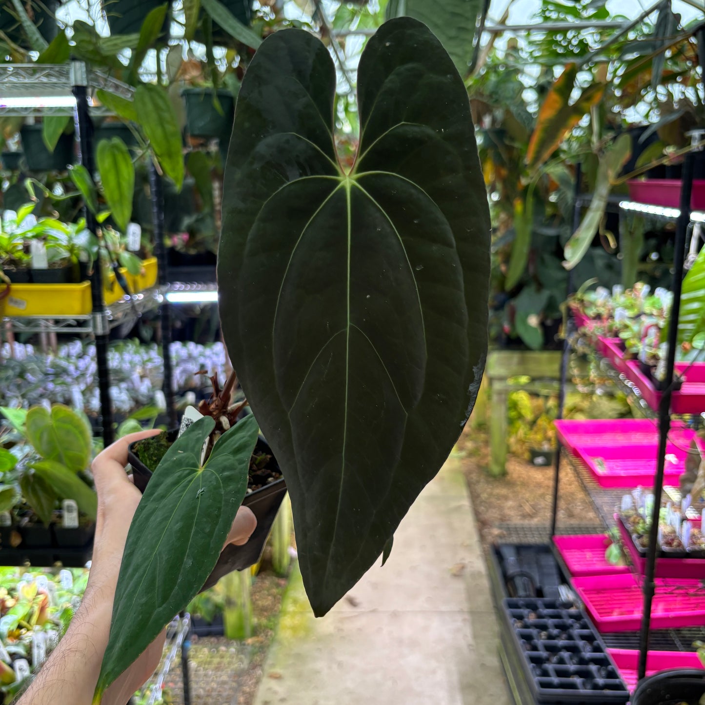 [A1057] Anthurium papillilaminum 'X-One' (XL)