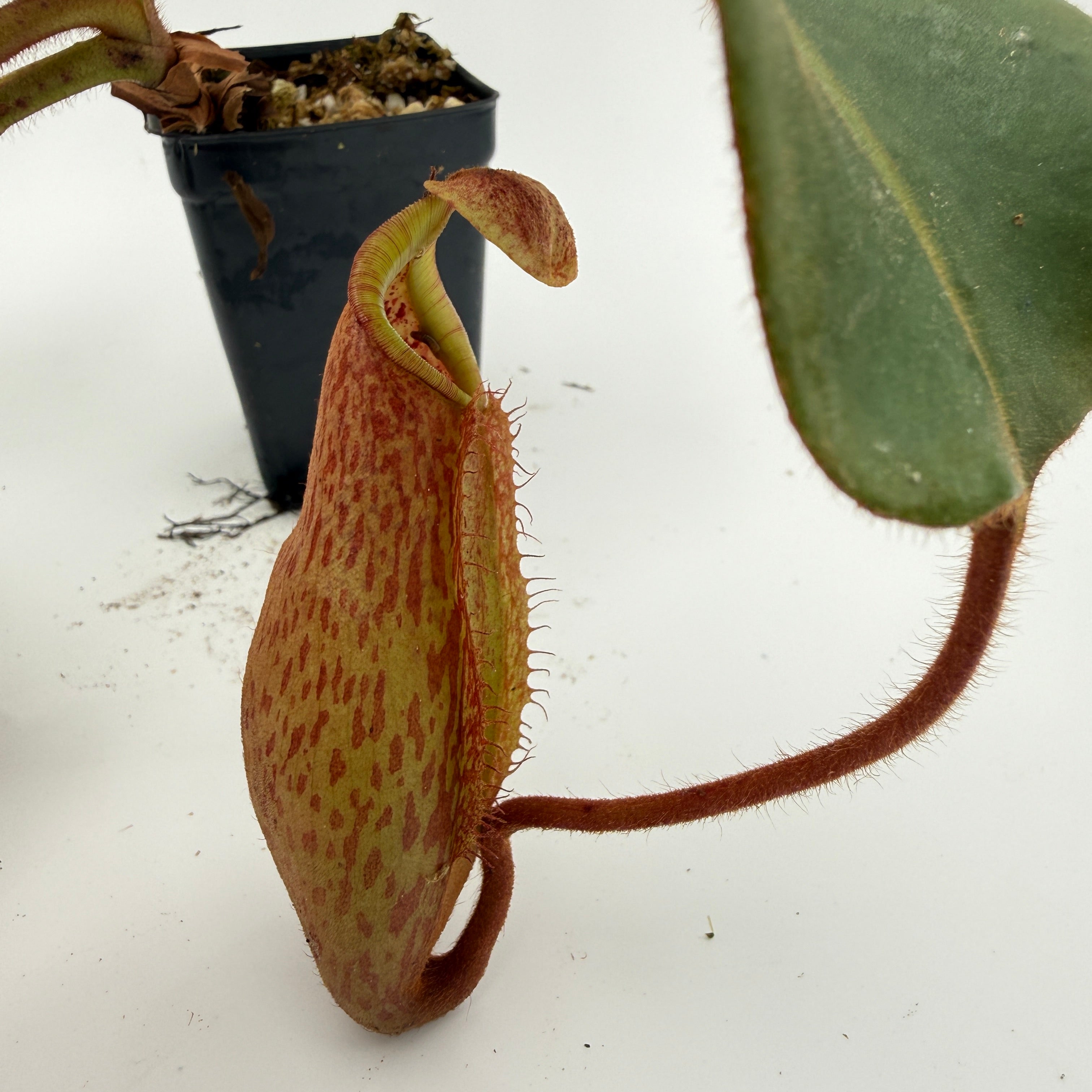 Nepenthes peltata BE x (maxima x veitchii) - EP HL – Carnivero