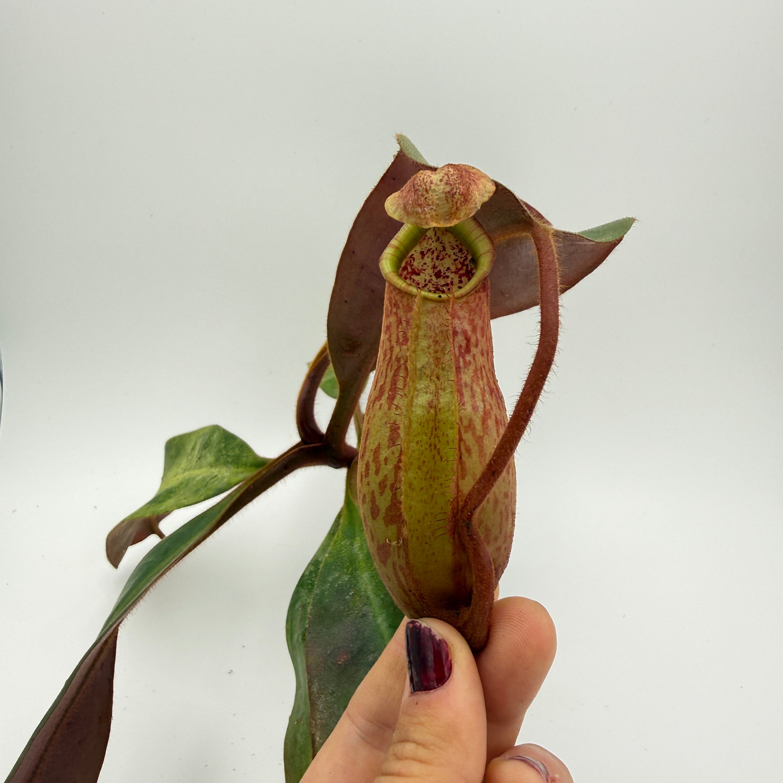 Nepenthes peltata BE x (maxima x veitchii) - EP HL – Carnivero