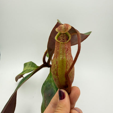 Nepenthes peltata BE x (maxima x veitchii) - EP HL