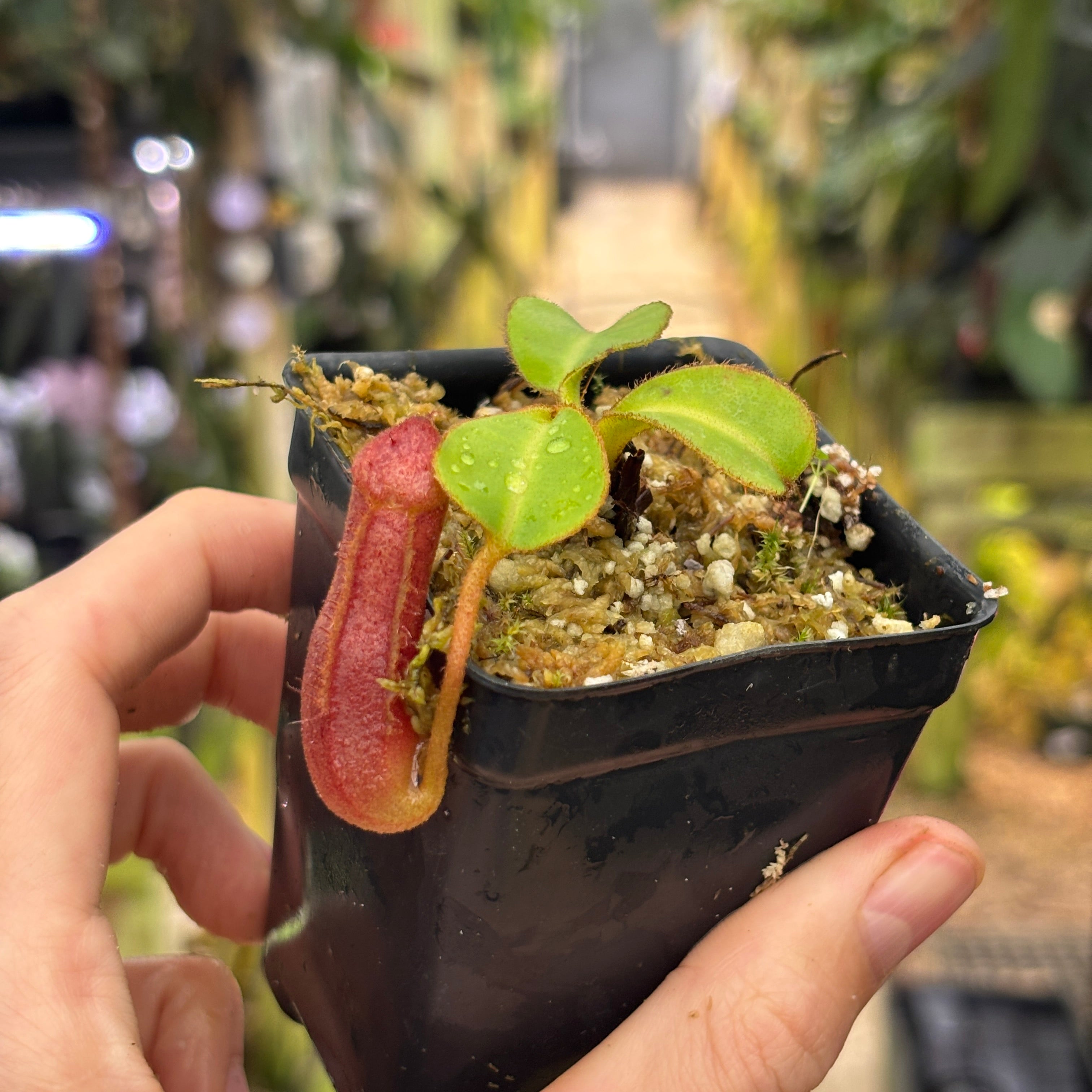 W230] Nepenthes (truncata x peltata) x lowii – Carnivero