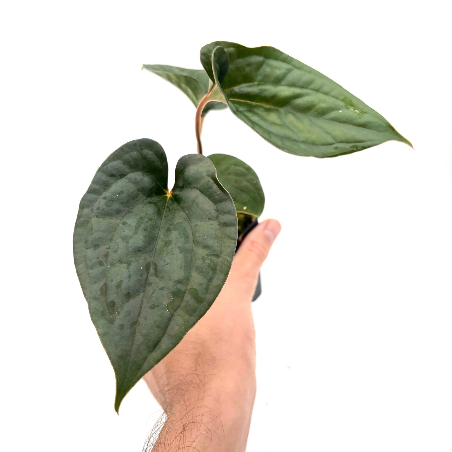 [MDR093] Anthurium 'Amy Donovan'