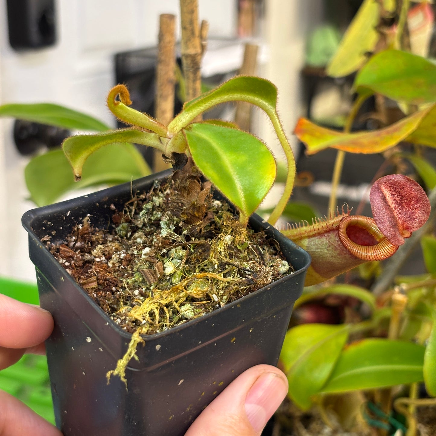[W263] Nepenthes lowii x veitchii 'Candy' (M)